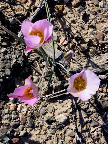 MoabFlowers (1325)